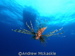 lion fish, Nikon D1 with SeaCam Housing by Andrew Mckaskle 